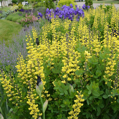 Decadence® 'Lemon Meringue' False Indigo (Baptisia hybrid)