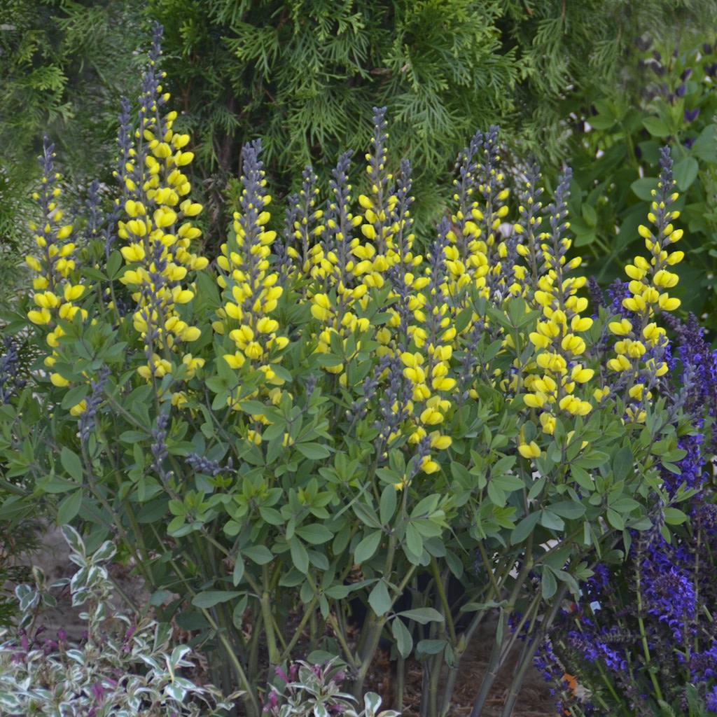 Decadence® 'Lemon Meringue' False Indigo (Baptisia hybrid)