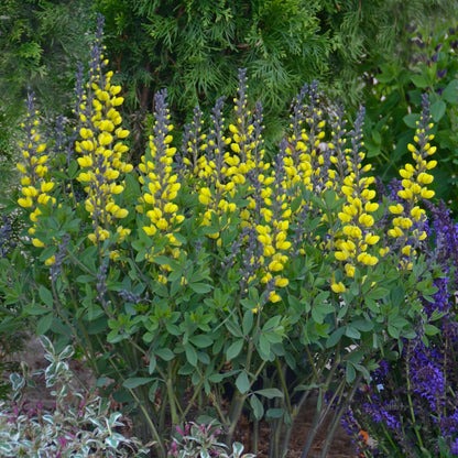 Decadence® 'Lemon Meringue' False Indigo (Baptisia hybrid)