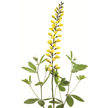Decadence® 'Lemon Meringue' False Indigo (Baptisia hybrid)