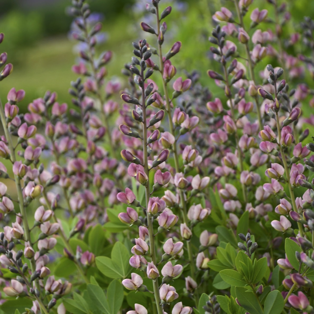 Decadence® Deluxe 'Pink Truffles' False Indigo (Baptisia hybrid)
