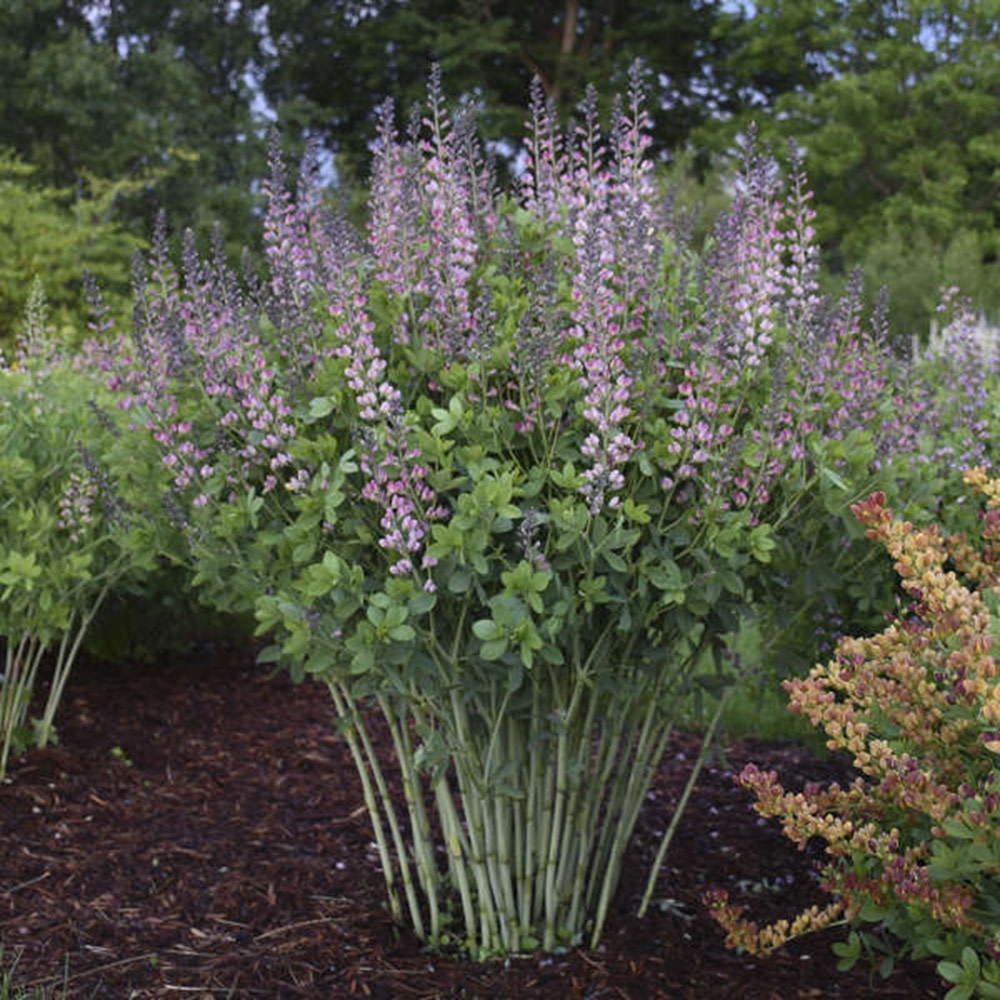 Decadence® Deluxe 'Pink Truffles' False Indigo (Baptisia hybrid)