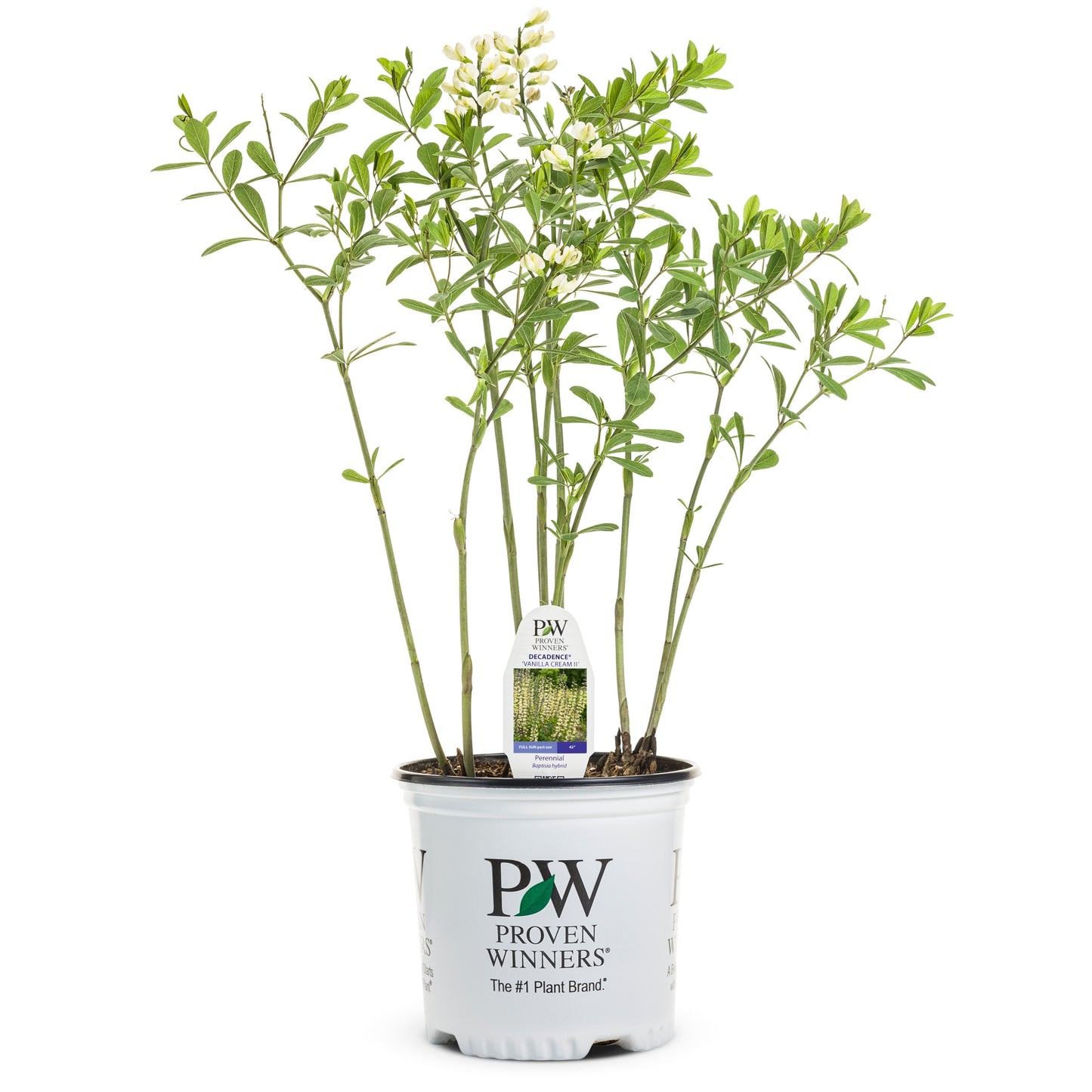 Decadence® 'Vanilla Cream II' False Indigo (Baptisia hybrid)