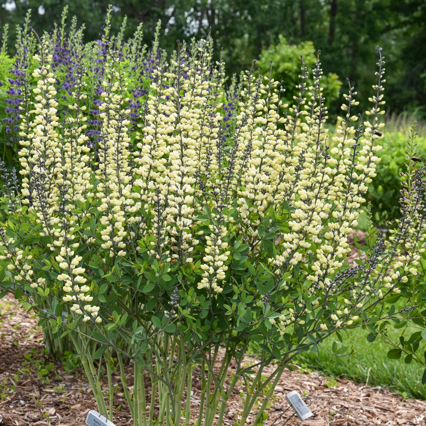 Decadence® 'Vanilla Cream II' False Indigo (Baptisia hybrid)
