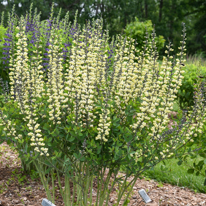 Decadence® 'Vanilla Cream II' False Indigo (Baptisia hybrid)