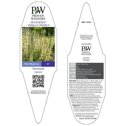 Decadence® 'Vanilla Cream II' False Indigo (Baptisia hybrid)