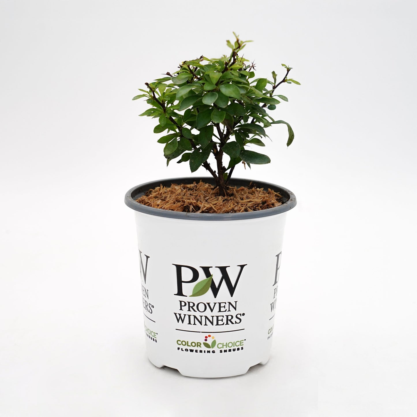 Sunjoy® Mini Saffron Barberry (Berberis thunbergii)