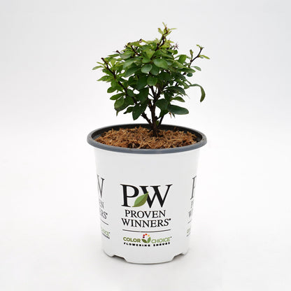 Sunjoy® Mini Saffron Barberry (Berberis thunbergii)