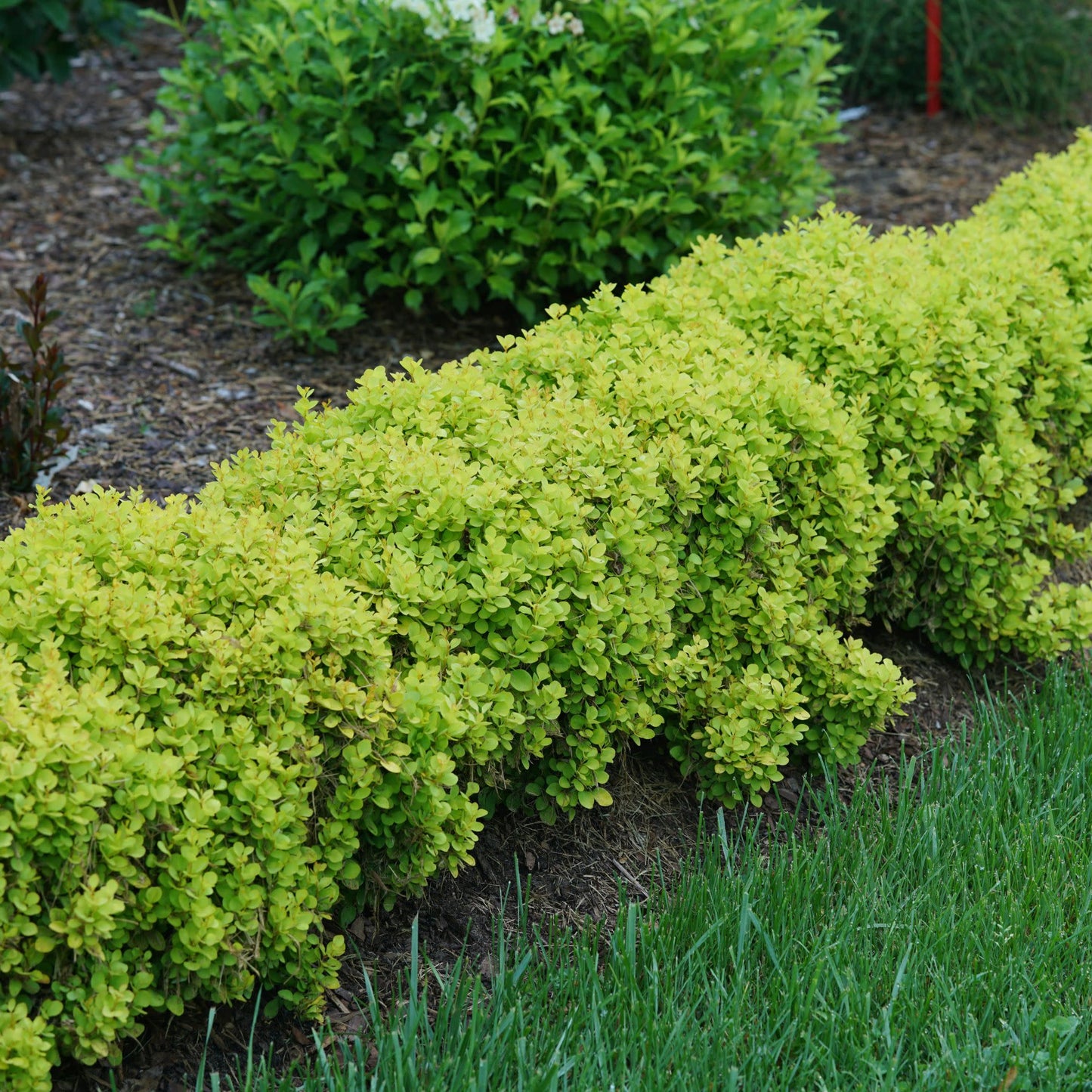 Sunjoy® Mini Saffron Barberry (Berberis thunbergii)