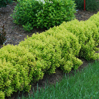 Sunjoy® Mini Saffron Barberry (Berberis thunbergii)