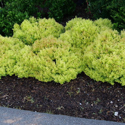 Sunjoy® Mini Saffron Barberry (Berberis thunbergii)