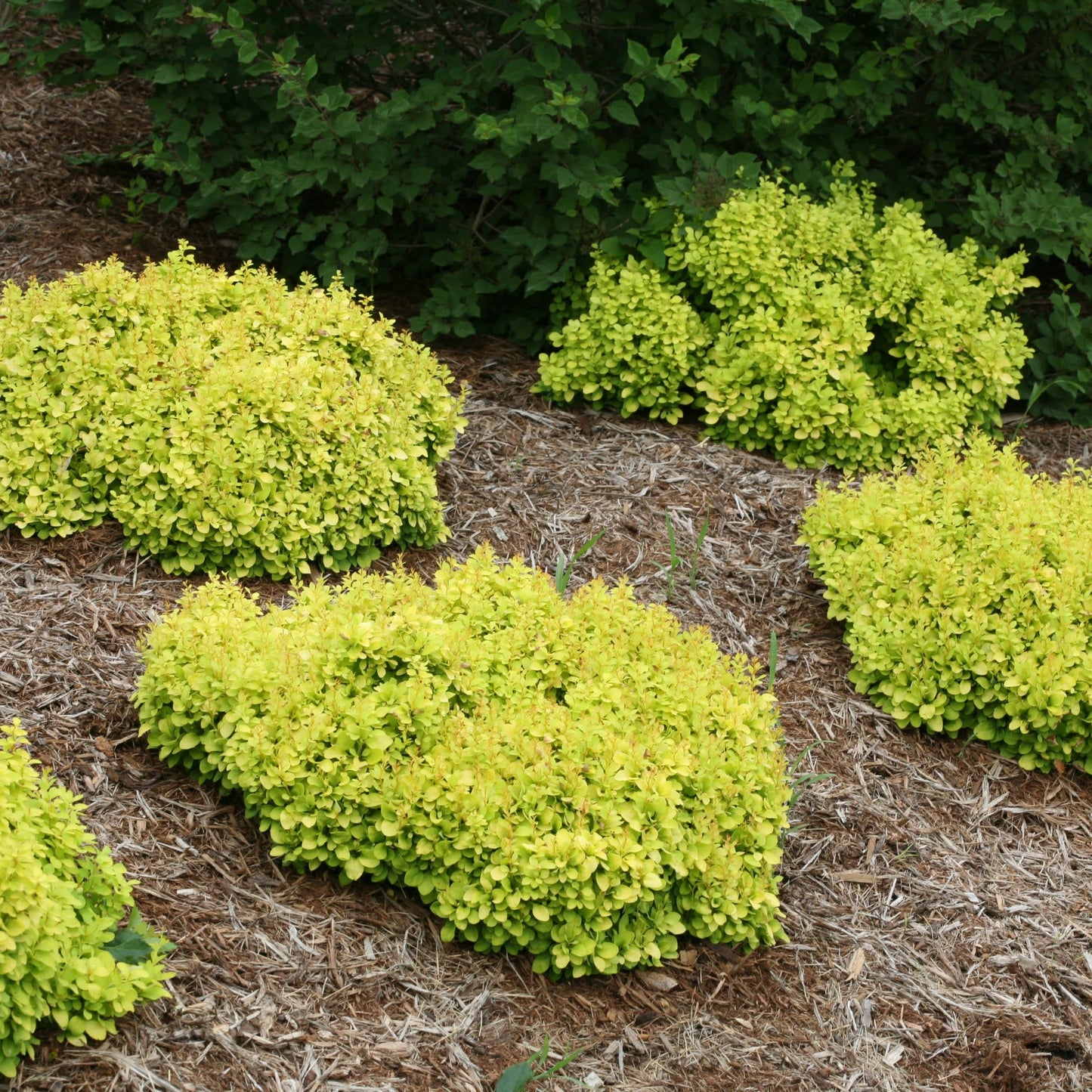 Sunjoy® Mini Saffron Barberry (Berberis thunbergii)
