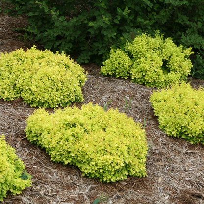 Sunjoy® Mini Saffron Barberry (Berberis thunbergii)