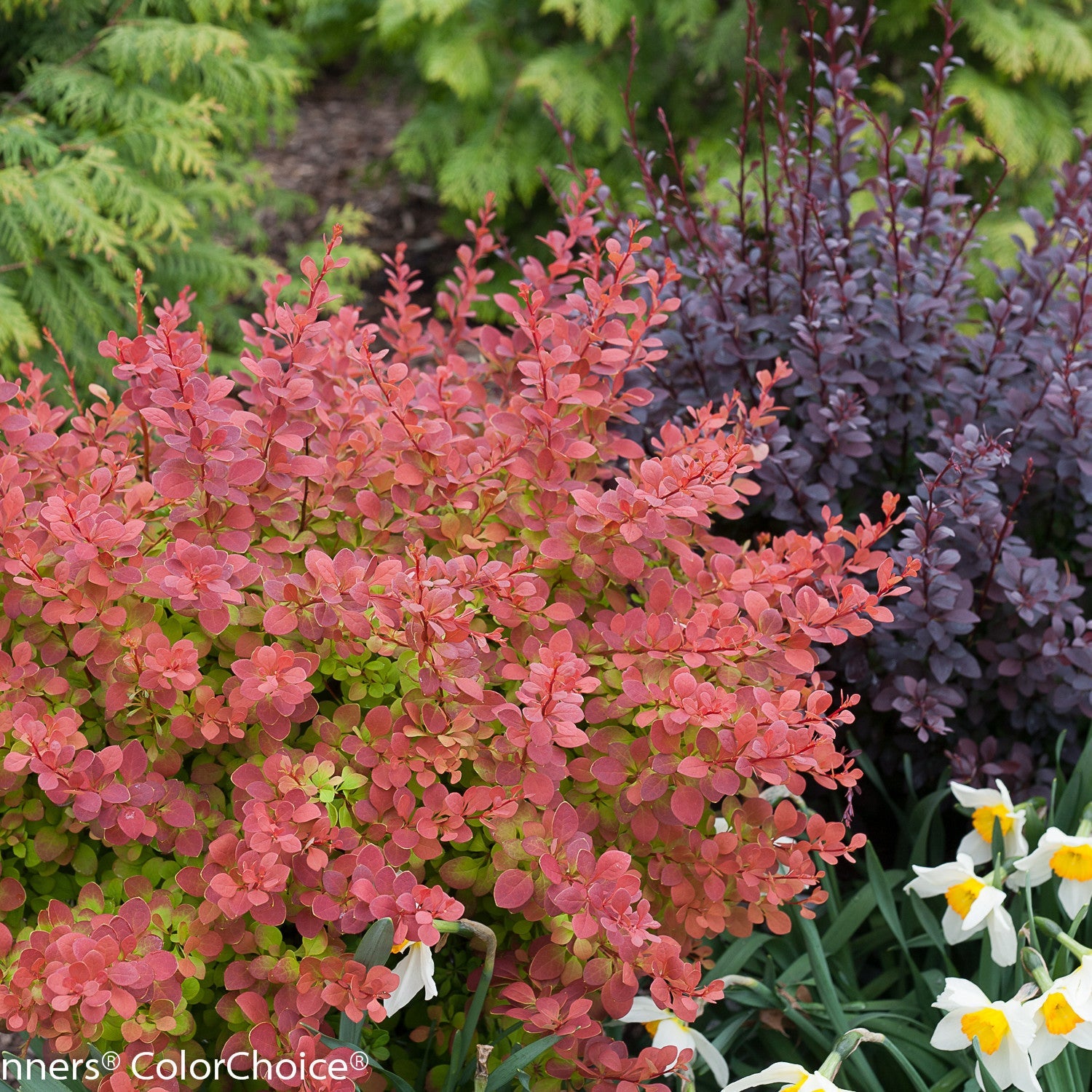 Sunjoy Tangelo Barberry in use.