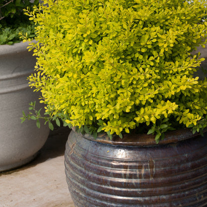 Sunjoy Citrus Barberry in use.