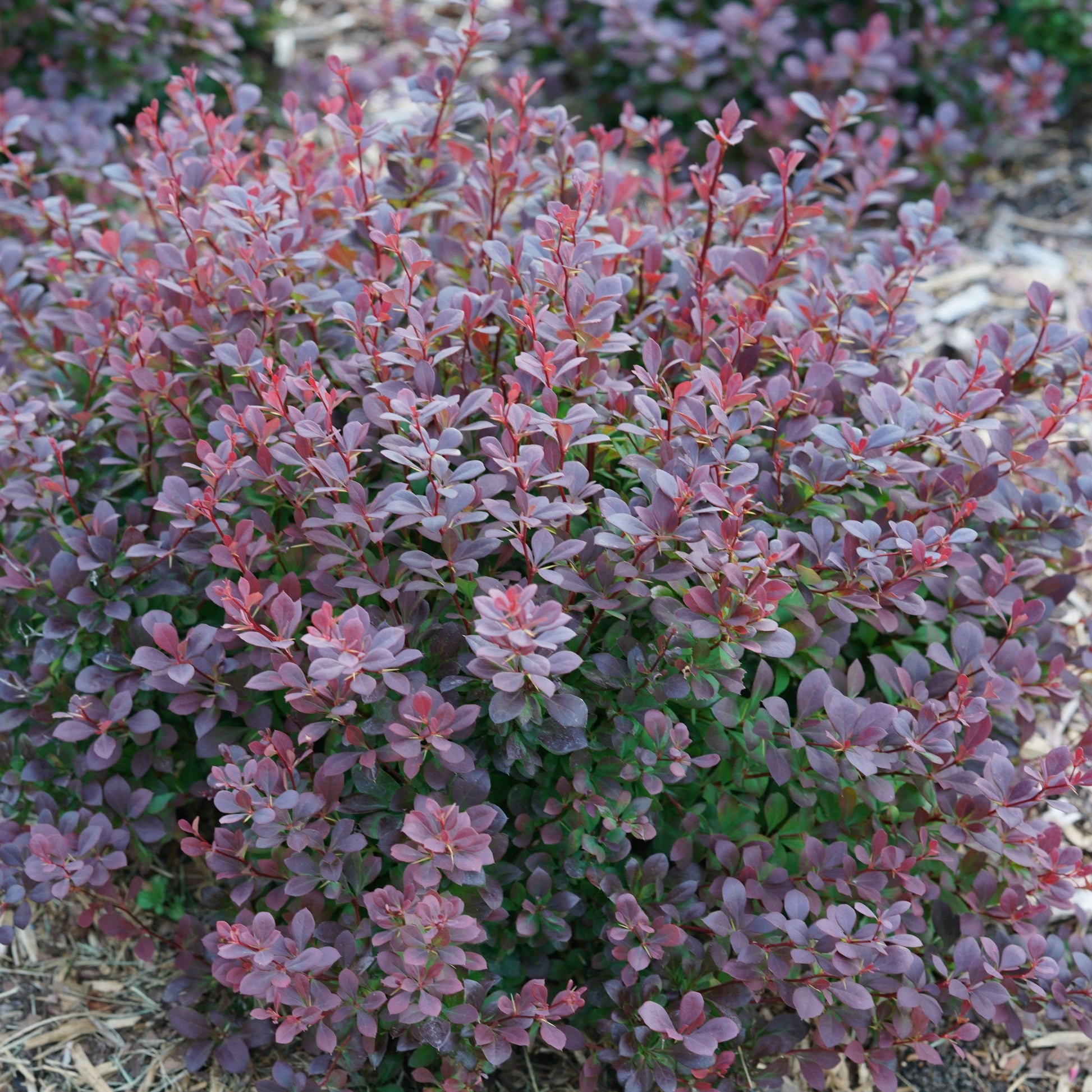 Sunjoy Todo Barberry up close.