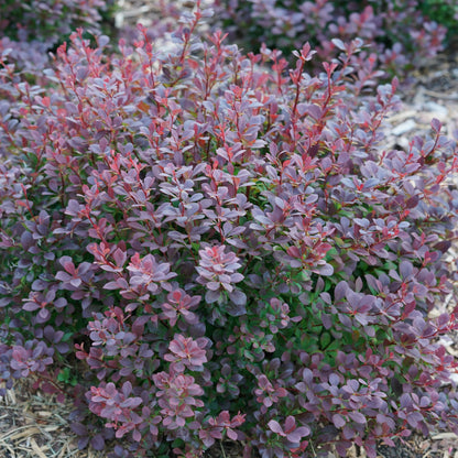 Sunjoy Todo Barberry up close.