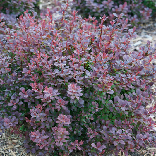Sunjoy Todo Barberry up close.