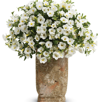 Superbells® White Calibrachoa