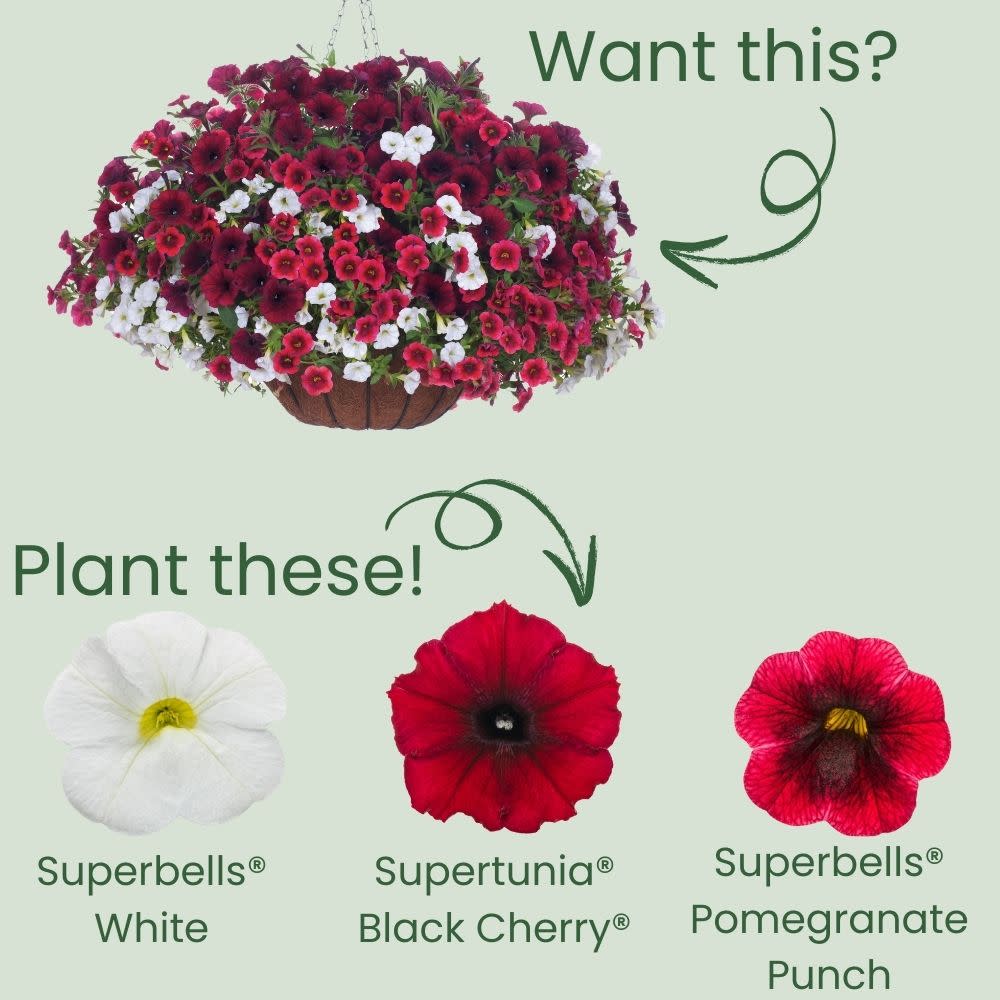 Superbells® White Calibrachoa