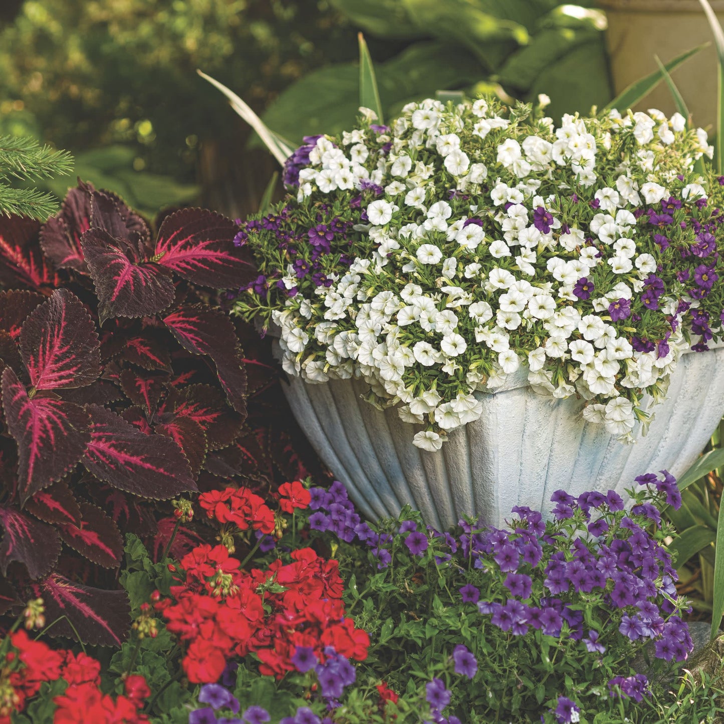 Superbells® White Calibrachoa