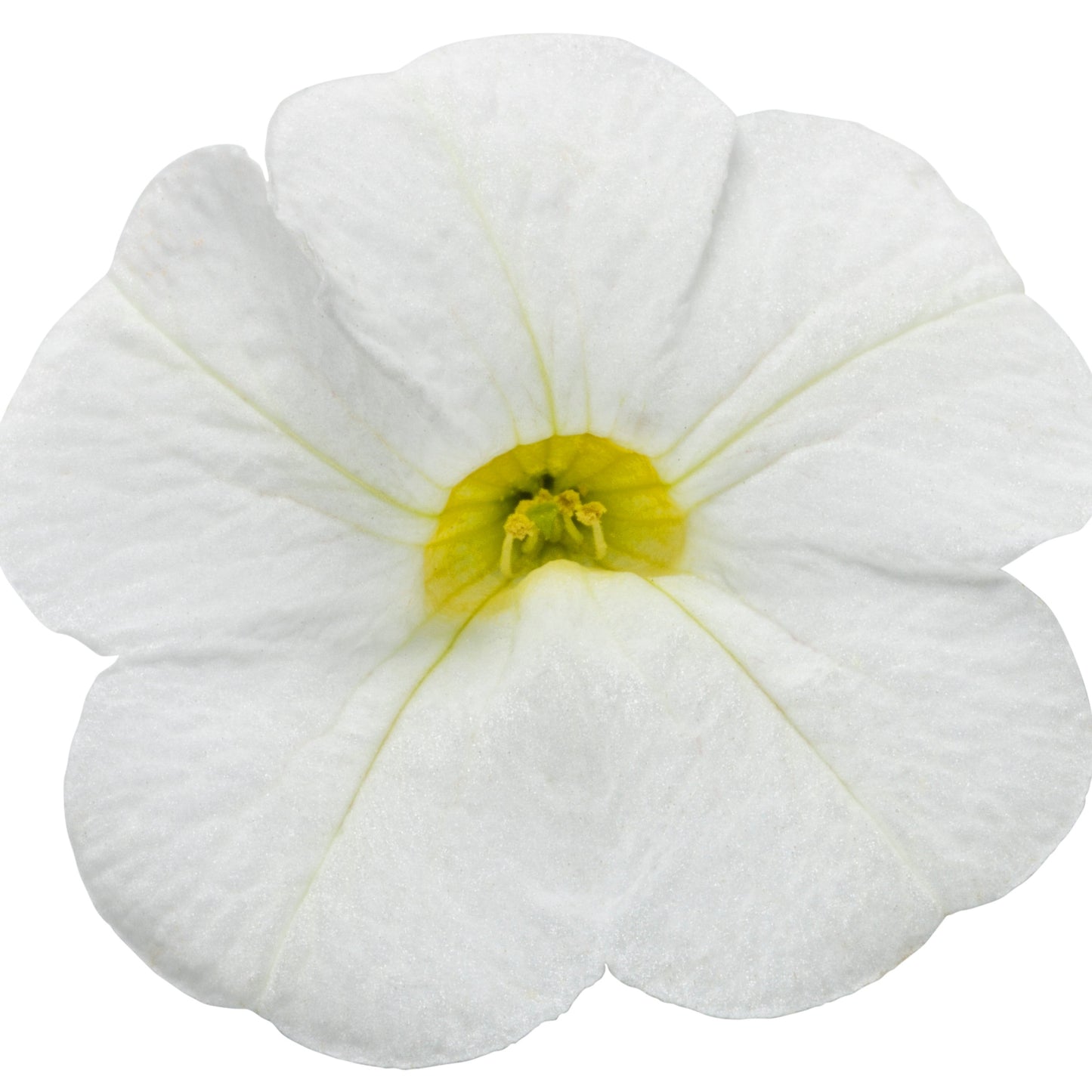 Superbells® White Calibrachoa