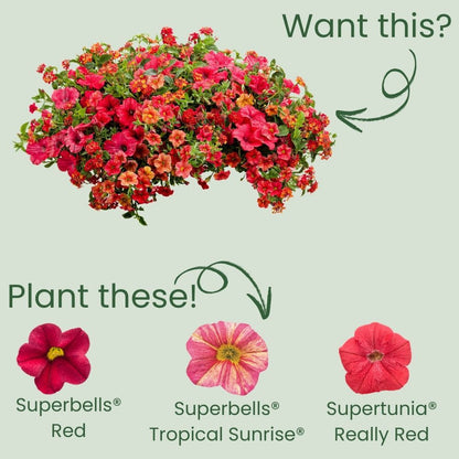 Superbells® Red Calibrachoa