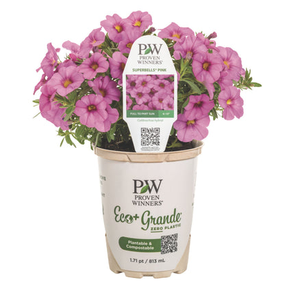 Superbells® Pink Calibrachoa