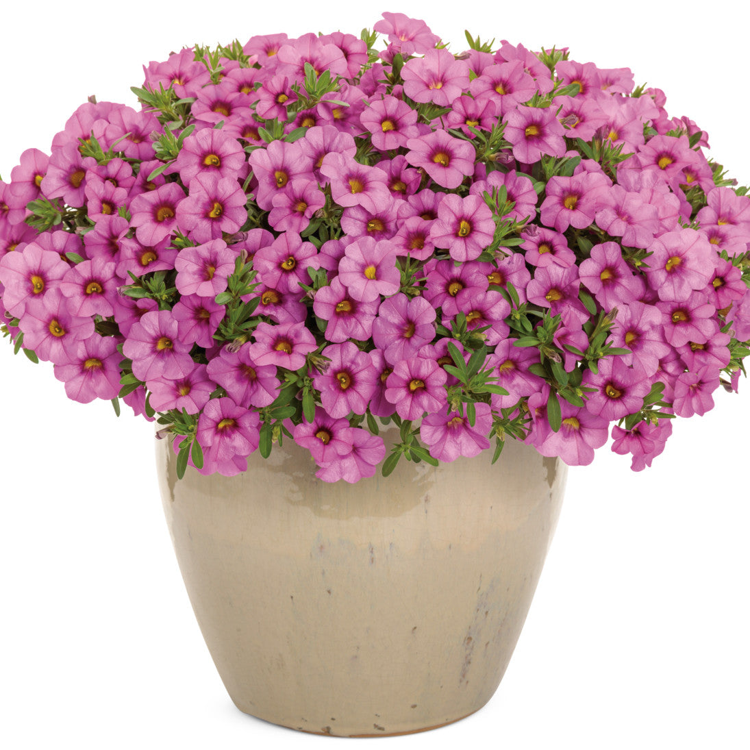 Superbells® Pink Calibrachoa (Calibrachoa hybrid)