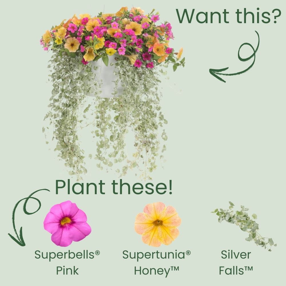 Superbells® Pink Calibrachoa