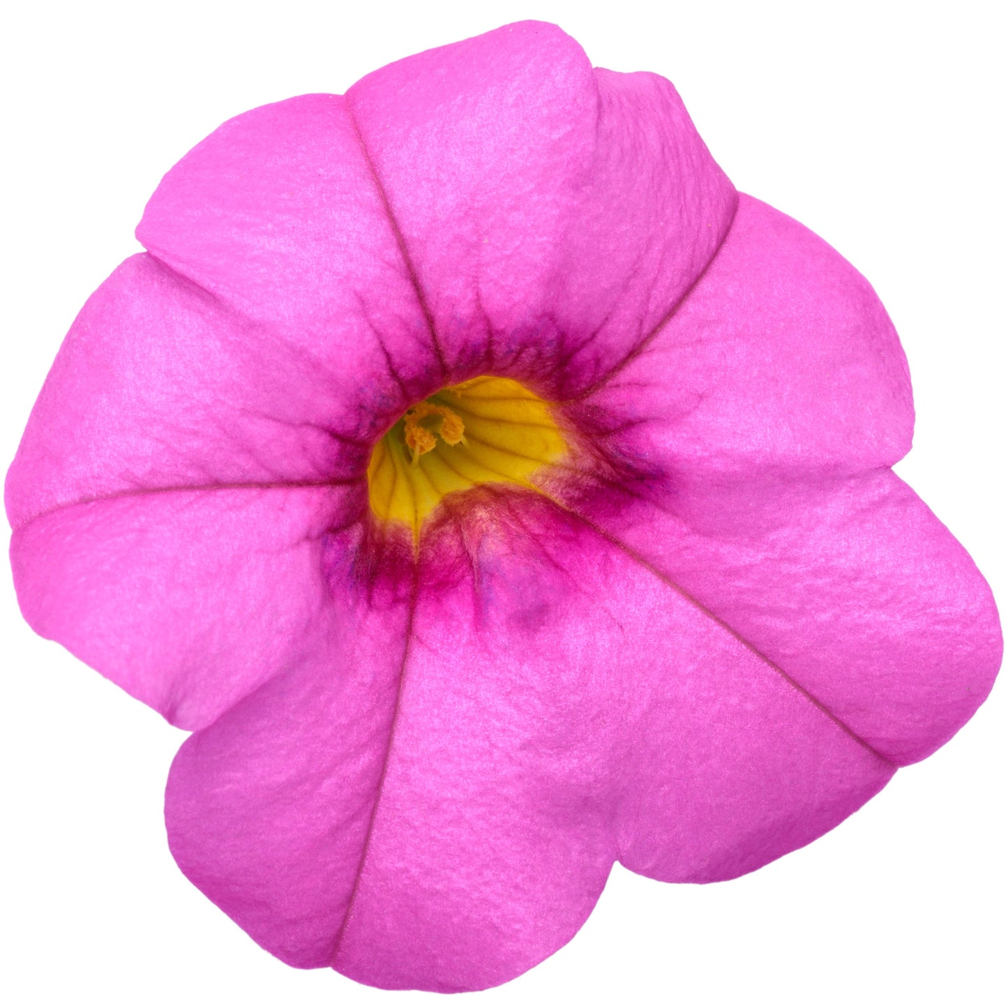 Superbells® Pink Calibrachoa