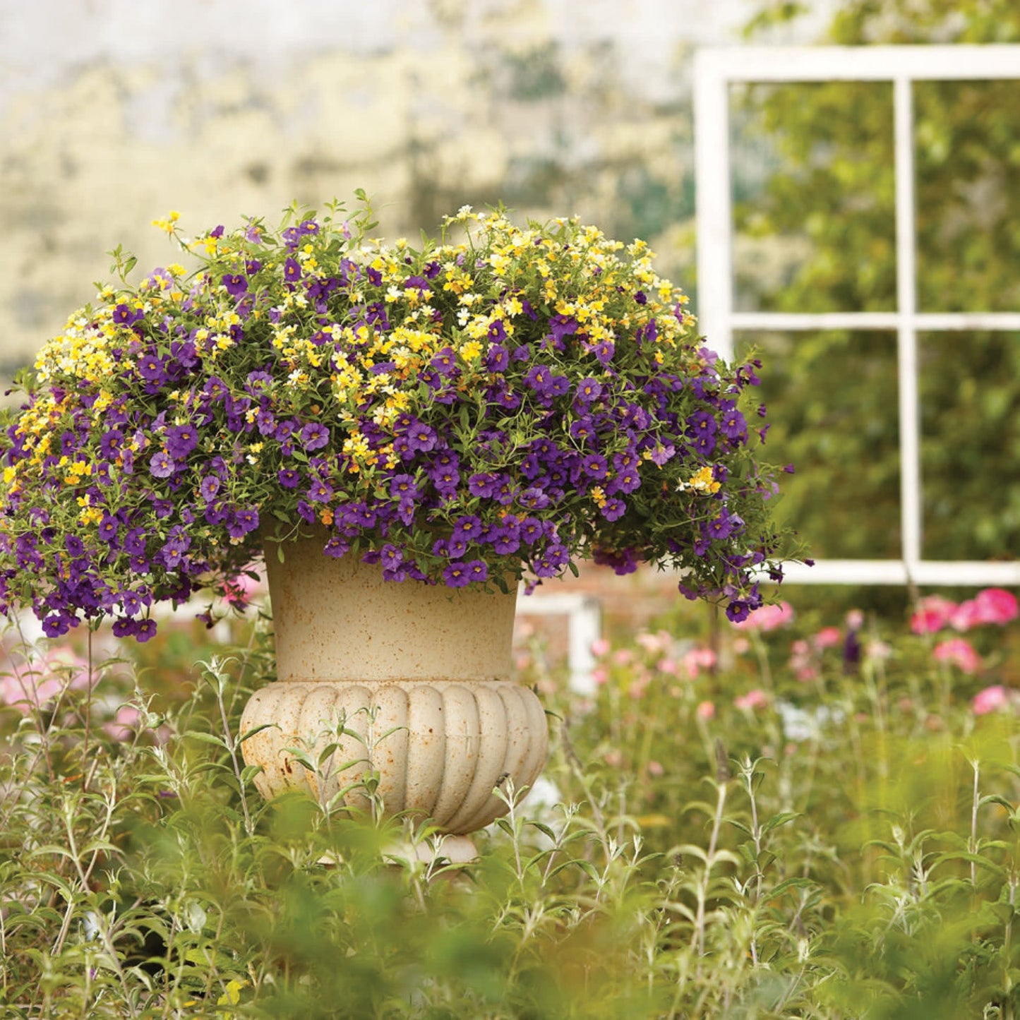 Superbells® Blue Calibrachoa