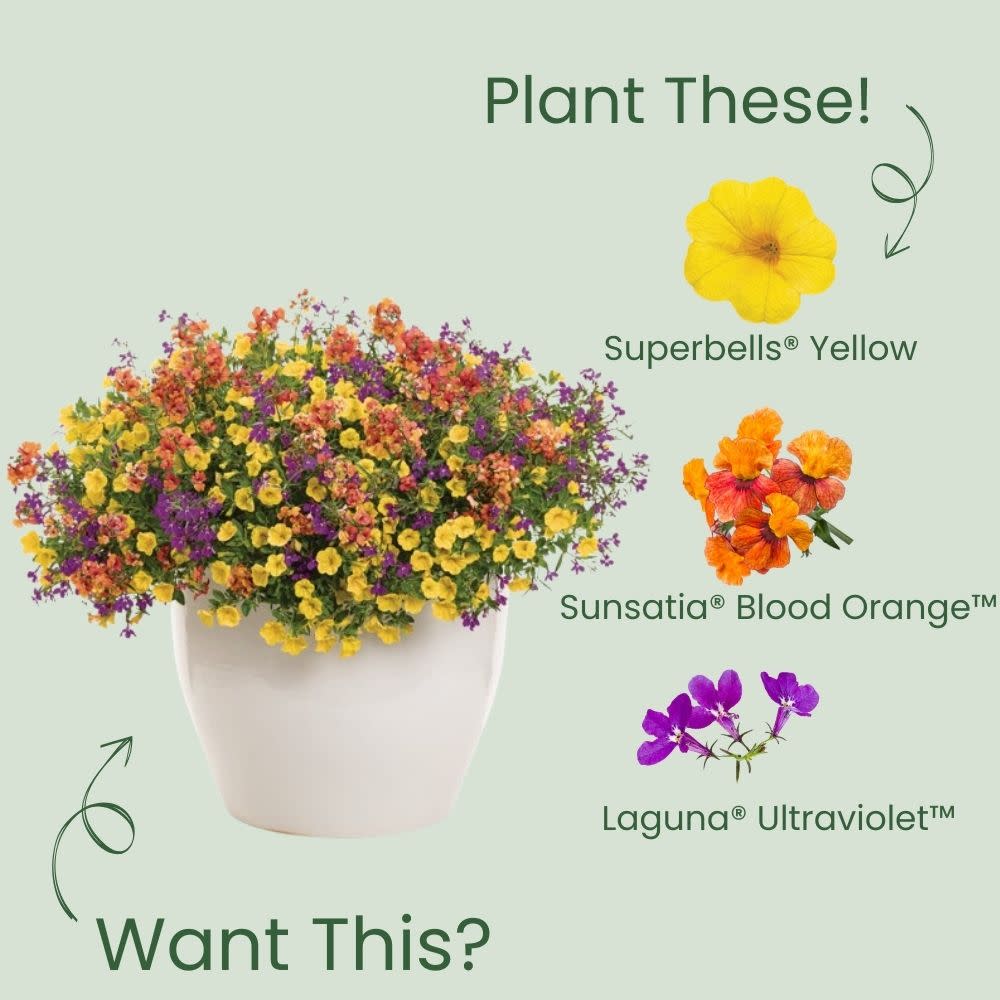Superbells® Yellow Calibrachoa