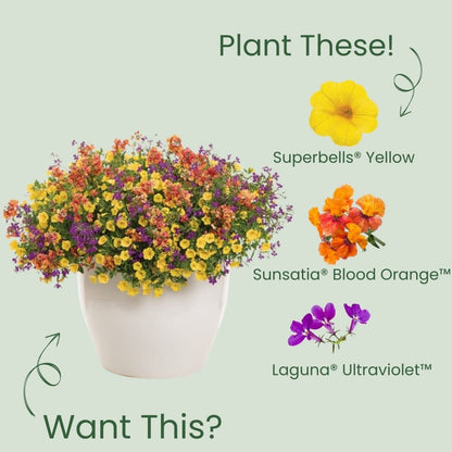 Superbells® Yellow Calibrachoa