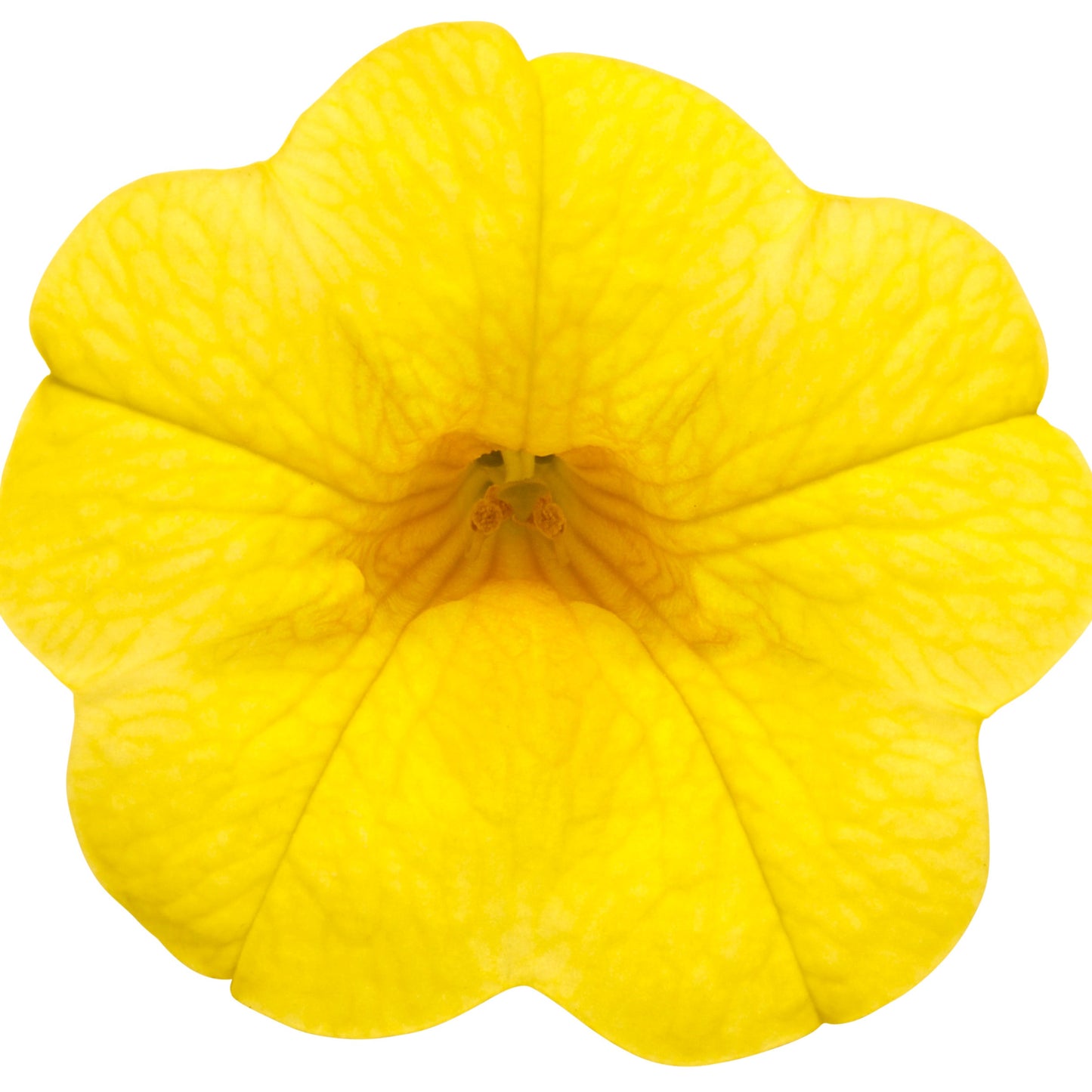 Superbells® Yellow Calibrachoa