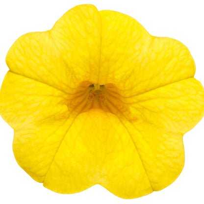 Superbells® Yellow Calibrachoa