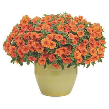 Superbells® Dreamsicle® Calibrachoa