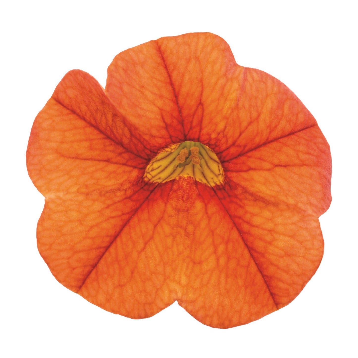Superbells® Dreamsicle® Calibrachoa