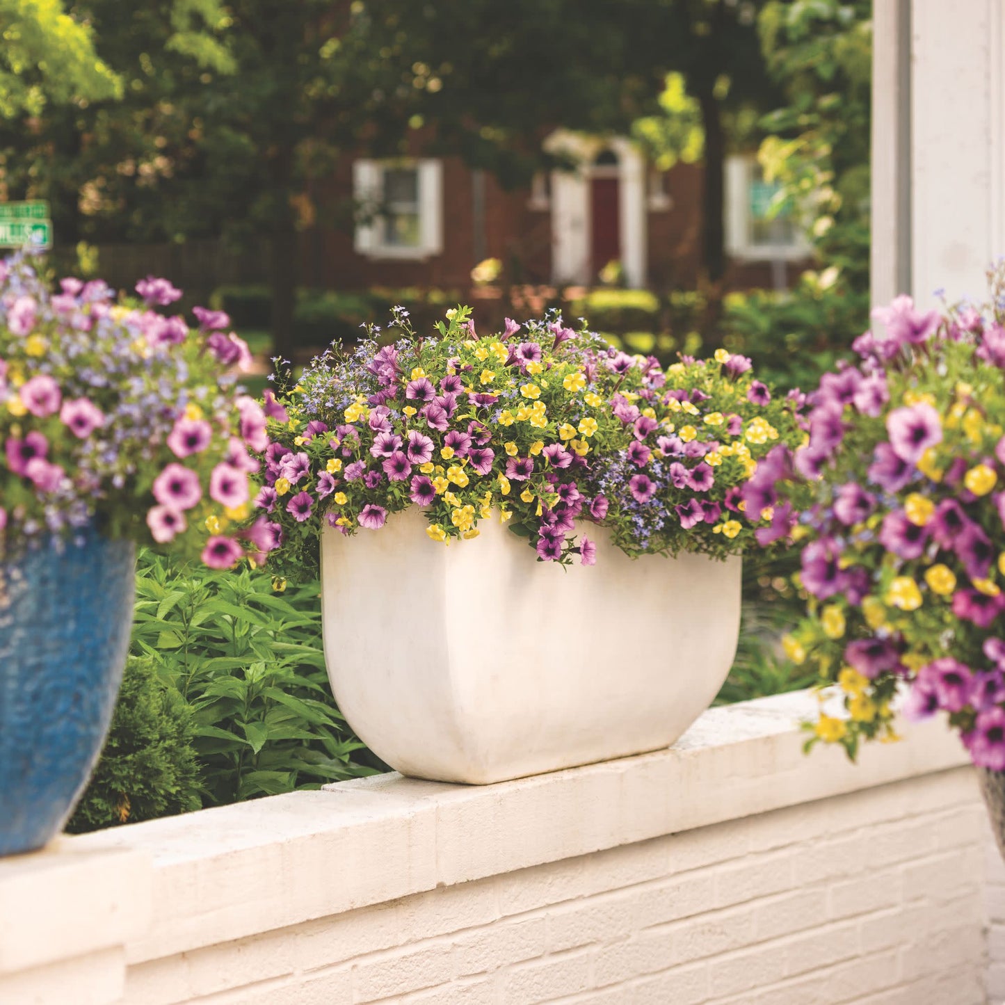 Superbells® Lemon Slice® Calibrachoa