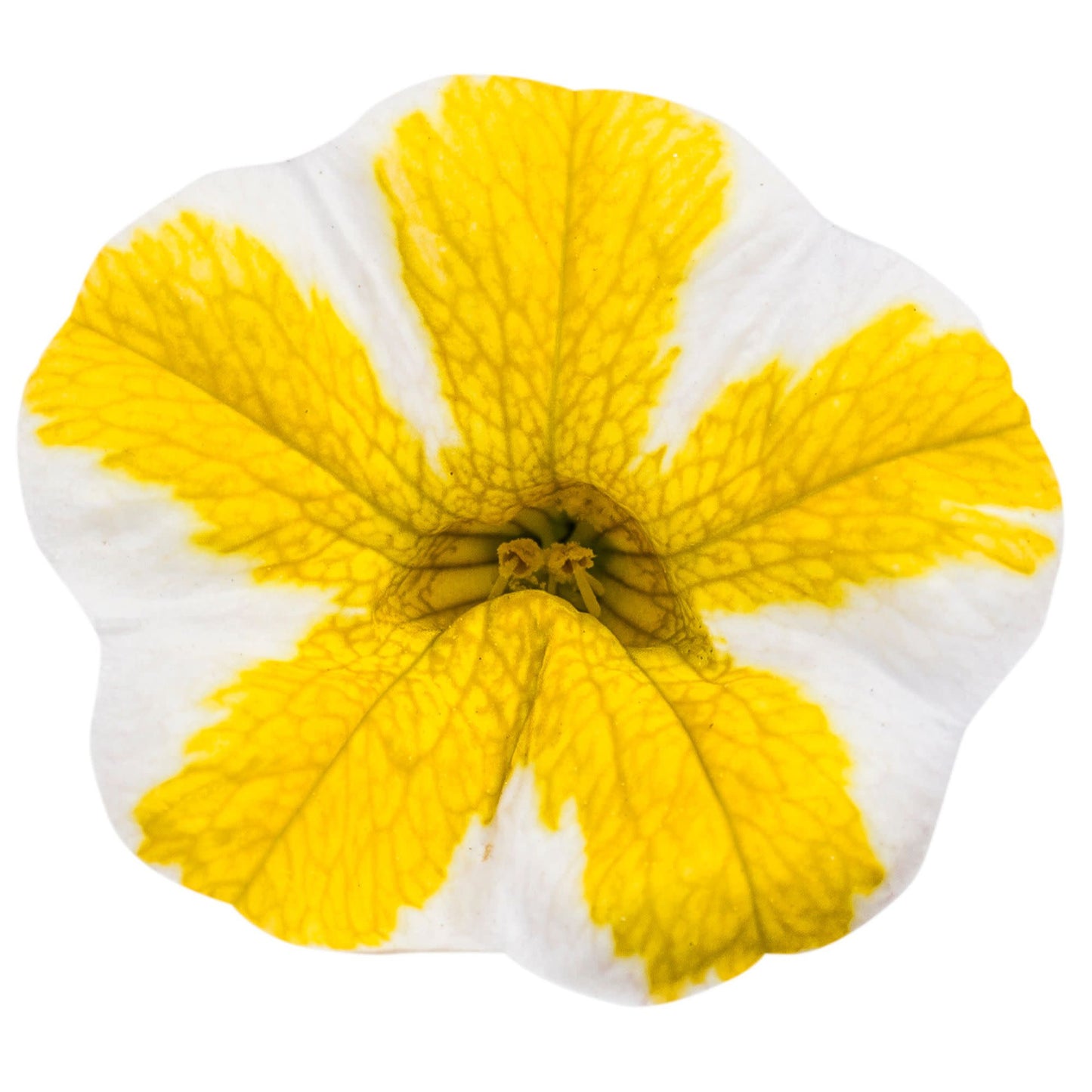 Superbells® Lemon Slice® Calibrachoa