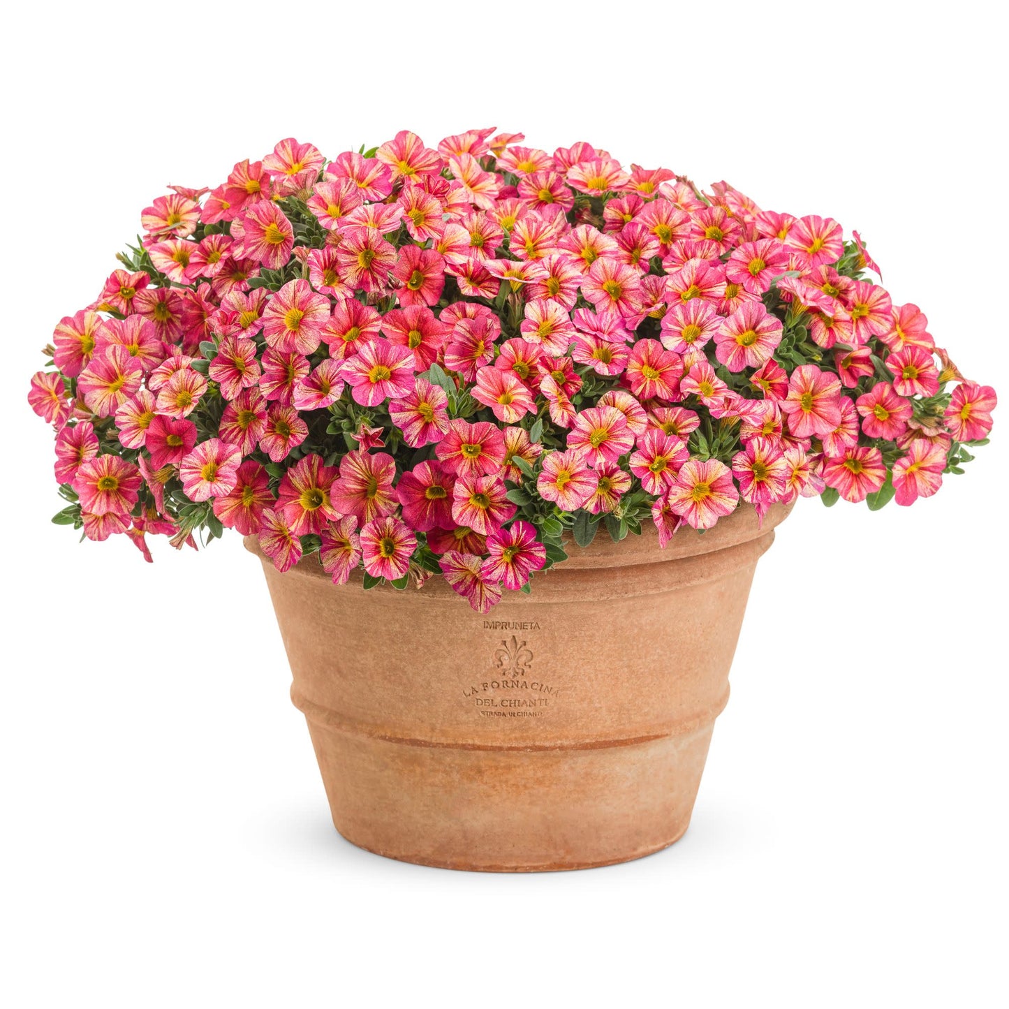 Superbells® Tropical Sunrise Calibrachoa