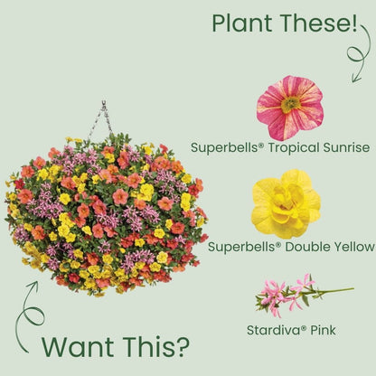 Superbells® Tropical Sunrise Calibrachoa