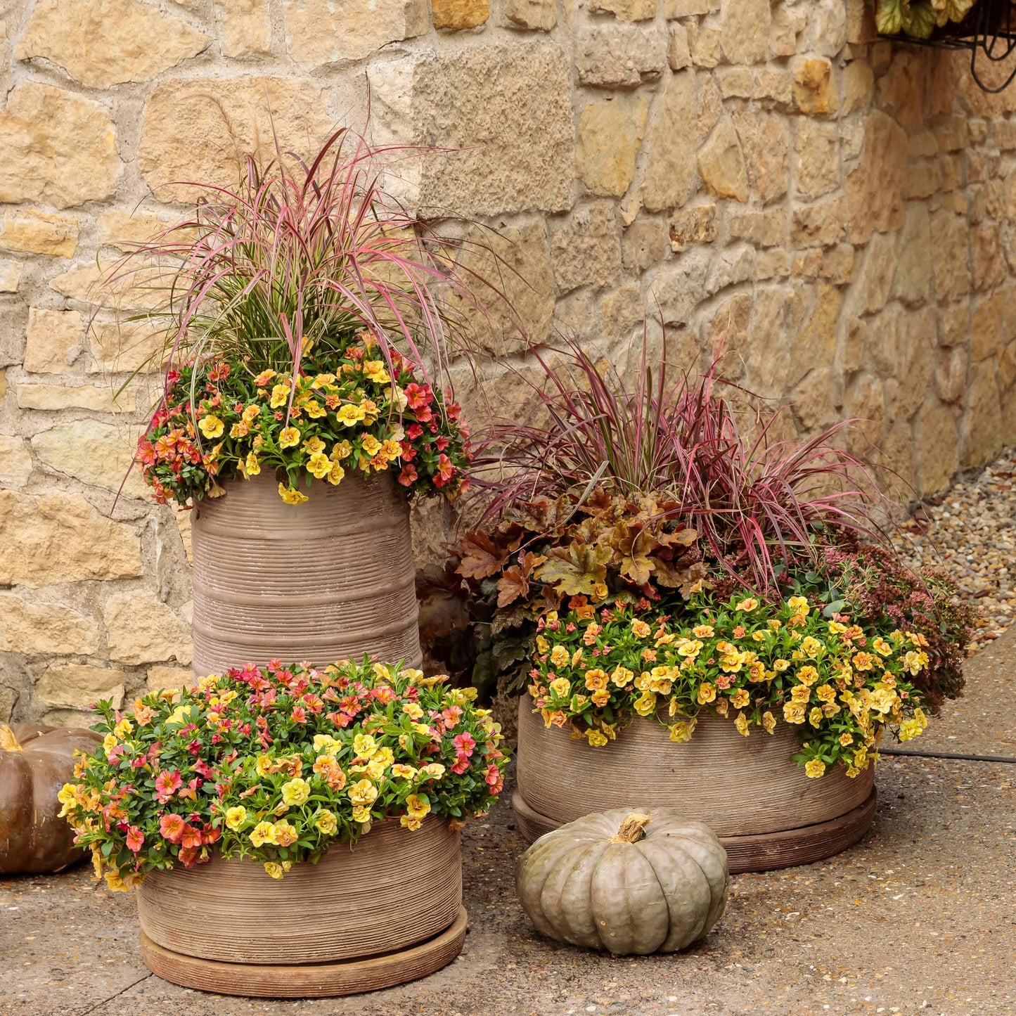 Superbells® Tropical Sunrise Calibrachoa