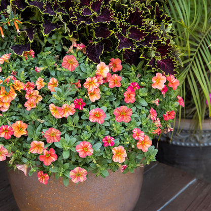 Superbells® Tropical Sunrise Calibrachoa