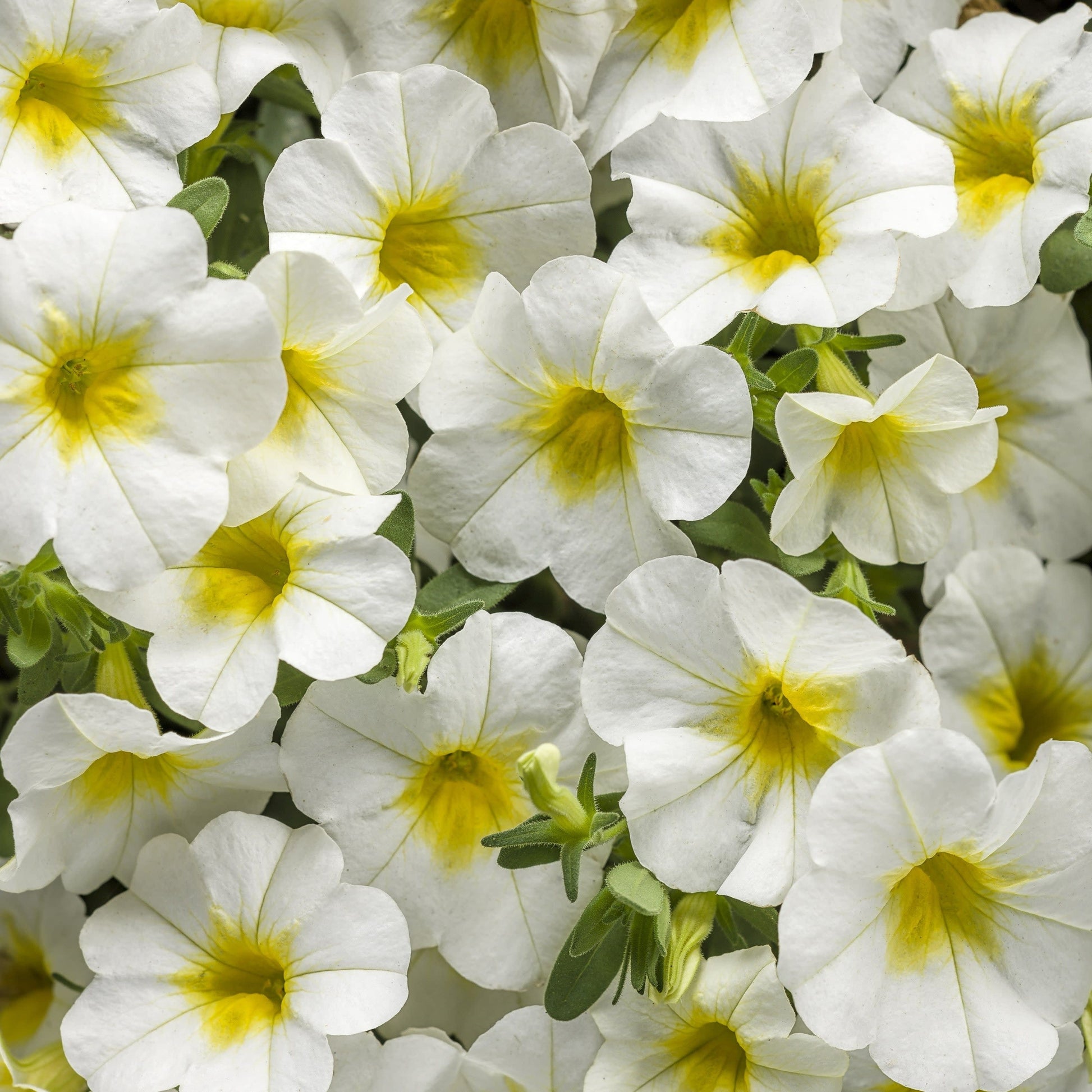 Superbells Over Easy Calibrachoa up close.