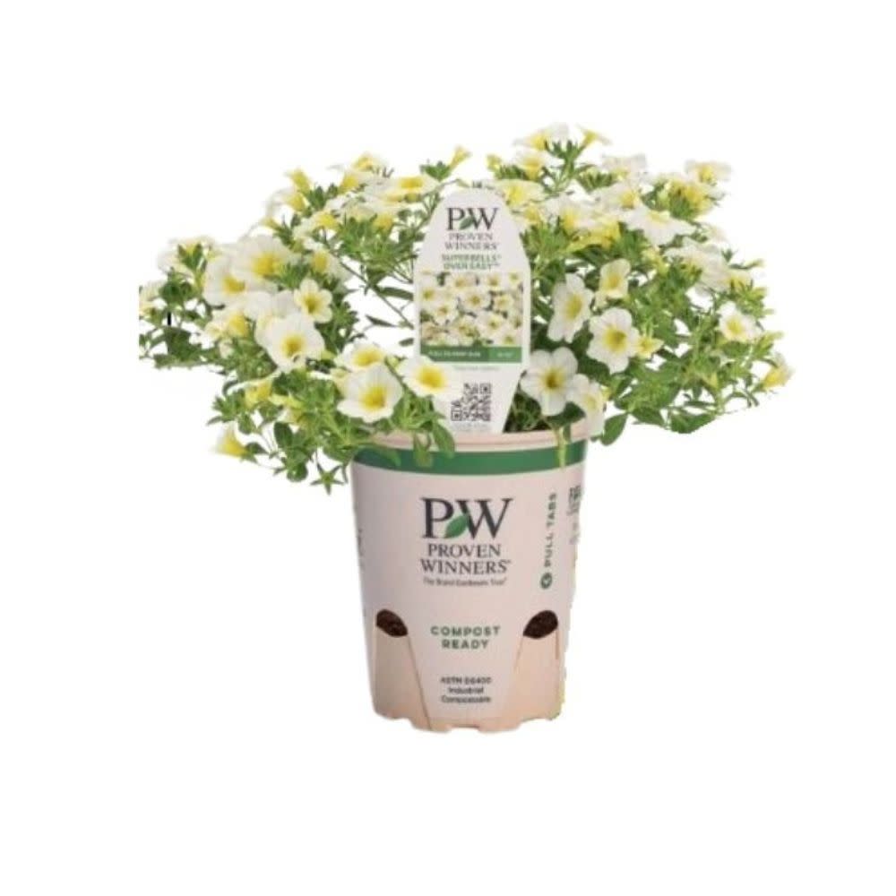 Superbells® Over Easy™ Calibrachoa (Calibrachoa hybrid)