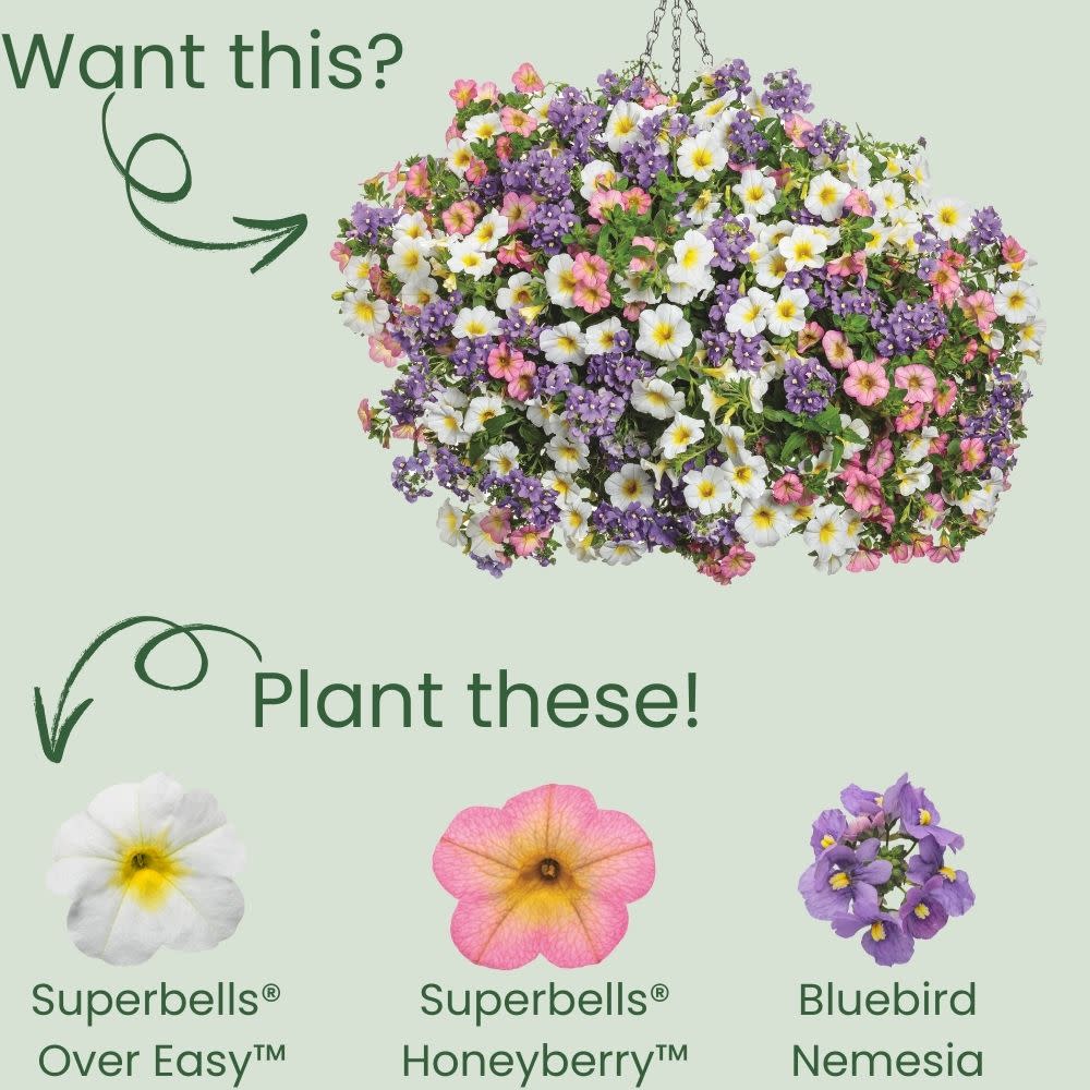 Superbells® Over Easy™ Calibrachoa (Calibrachoa hybrid)