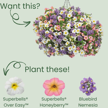 Superbells® Over Easy™ Calibrachoa (Calibrachoa hybrid)