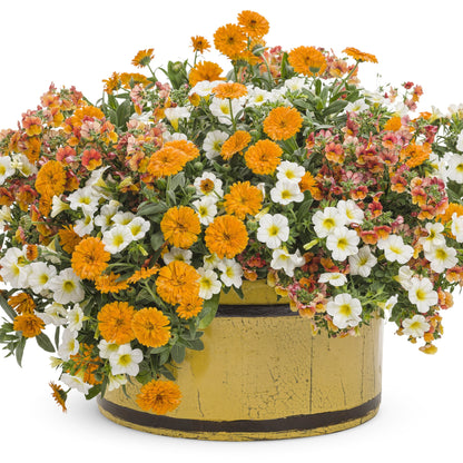 Superbells Over Easy Calibrachoa in use.
