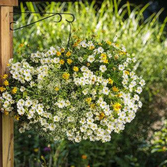Superbells Over Easy Calibrachoa in use.